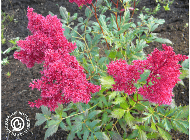 Astilbe japonica   'Montgomery'